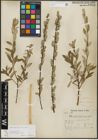 Foto von Salix repens subsp. incubacea (L.) A. Neumann